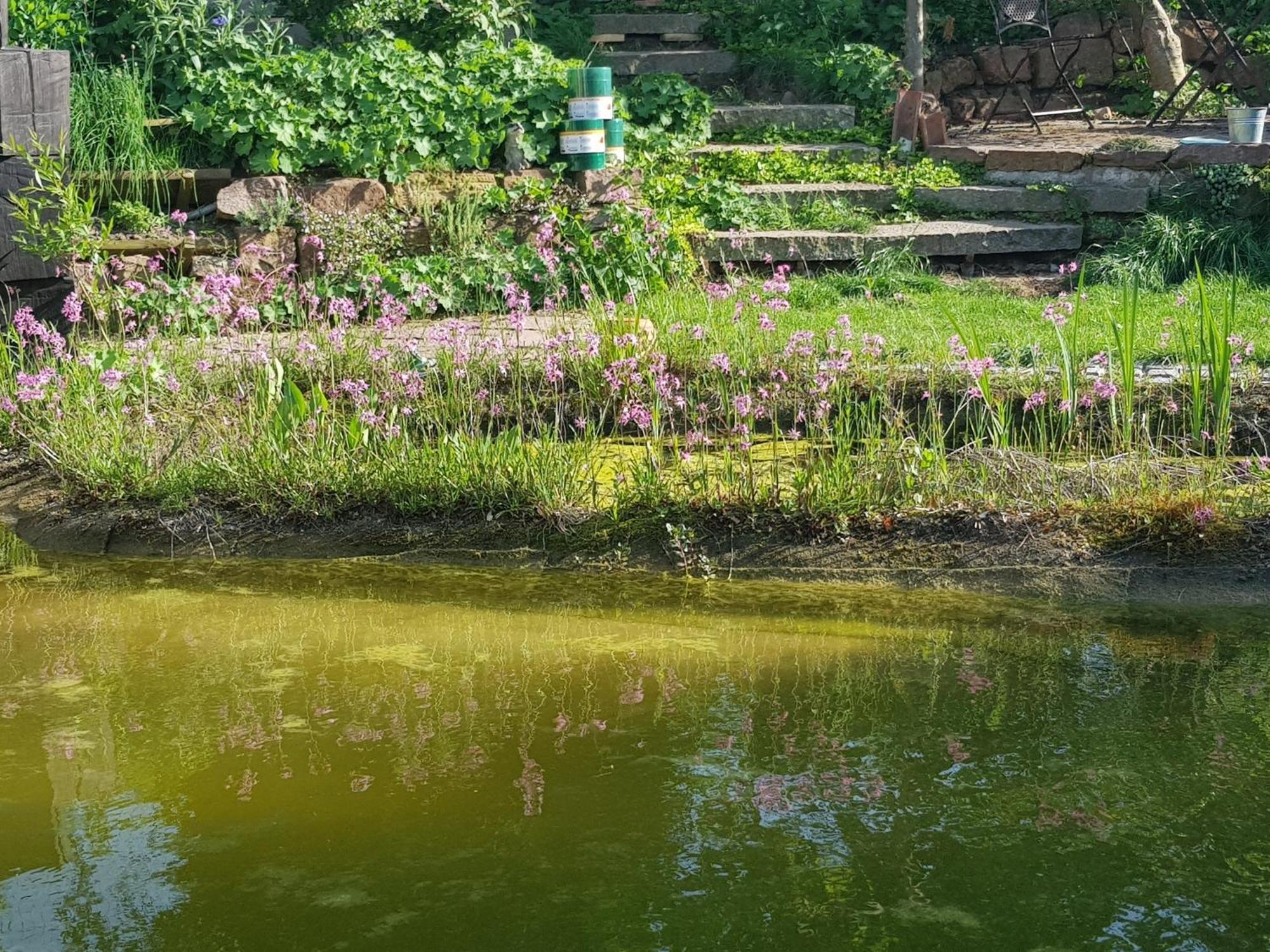 Wohnung Mit Sauna, Garten & Schwimmteich Bietigheim-Bissingen Esterno foto