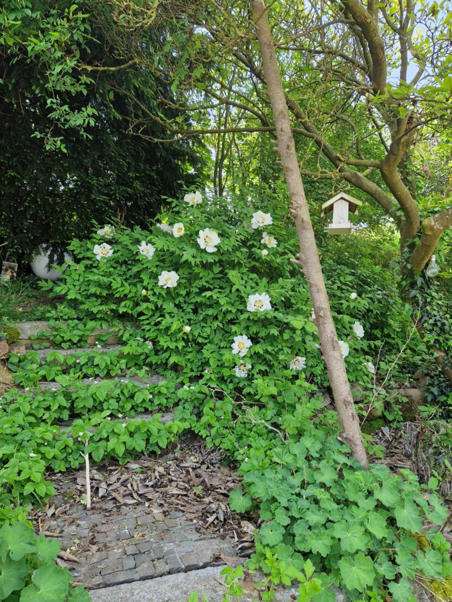 Wohnung Mit Sauna, Garten & Schwimmteich Bietigheim-Bissingen Esterno foto